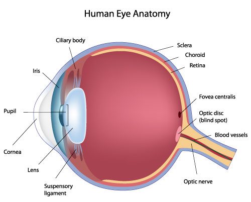 Illustration of the anatomy of the eye
