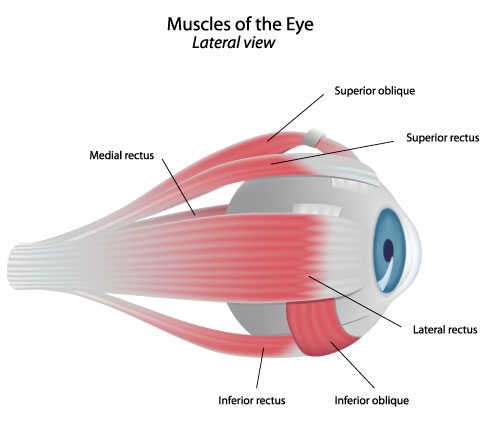 Illustration of the eye muscles