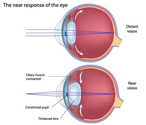 Illustration of how the eye responds to light